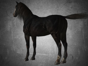 collection animal - horse b01-b06 Modello 3D