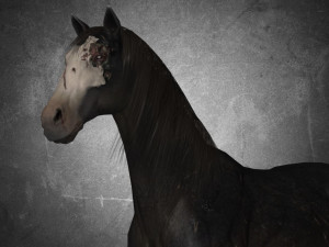 collection animal - horse b01-b06 Modello 3D