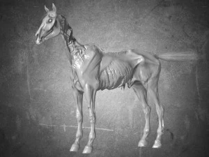 animal - horse c02 nogear 3D Model