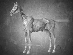 animal - horse c04 nogear Model 3D