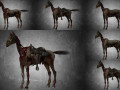 collection animal - horse c01-c06 Model 3D