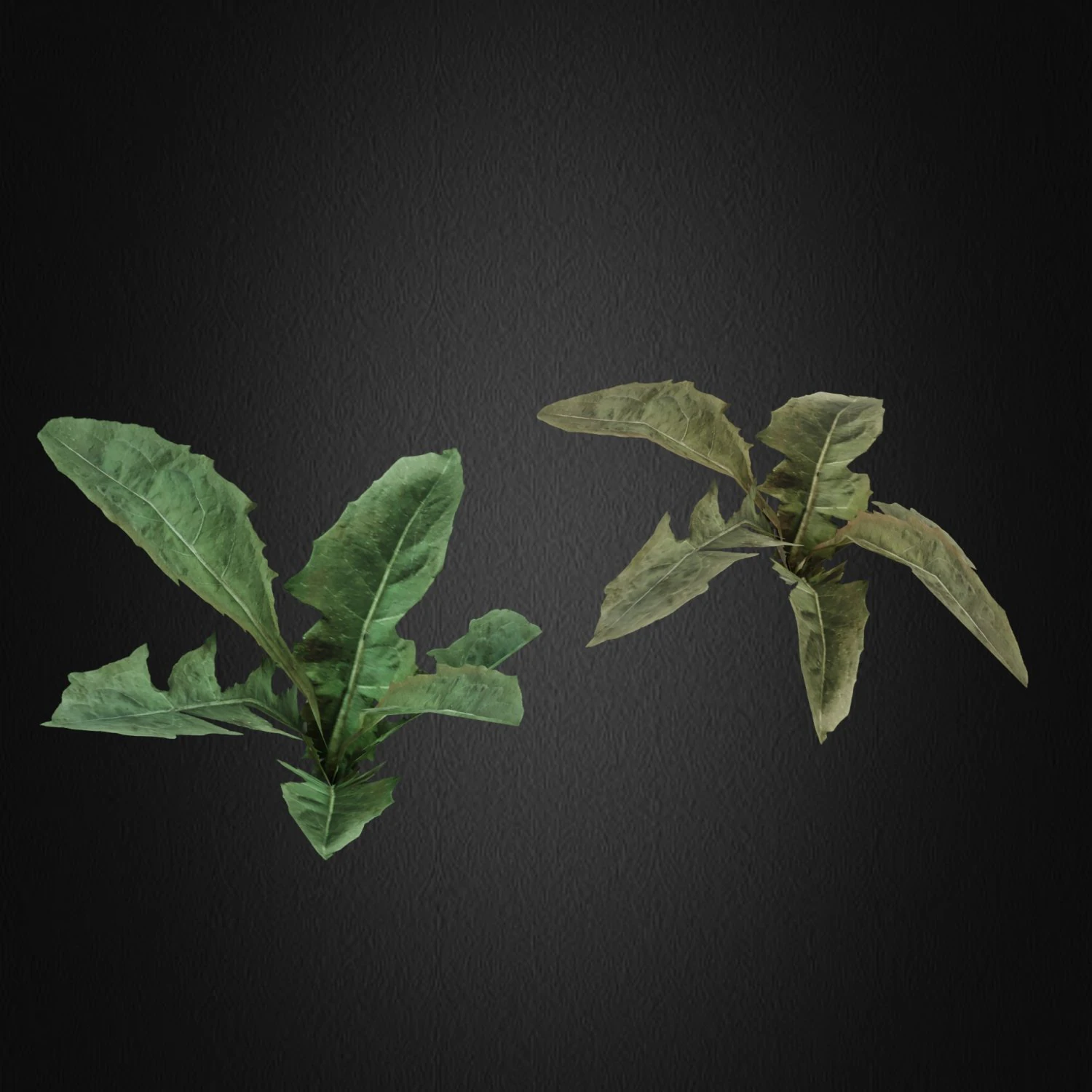 grass 3D Model .c4d .max .obj .3ds .fbx .stl .blend