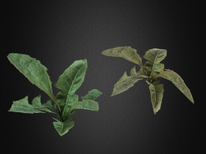 grass 3D 模型