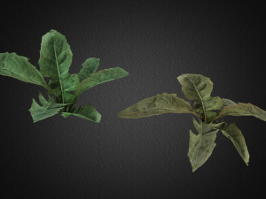grass Modelo 3D