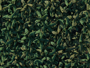 grass Modelo 3D