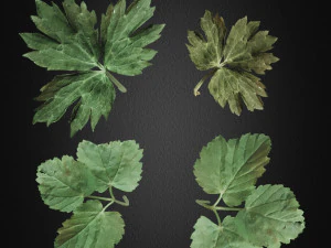 grass 3 3D Model