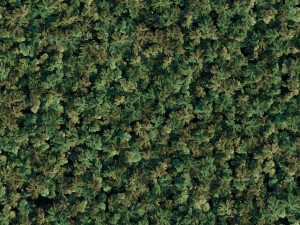 grass 3 3D Model