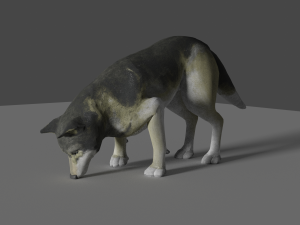 grey realistic wolf 3D Модель