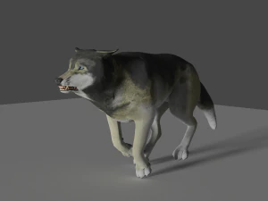 lobo gris realista Modelo 3D