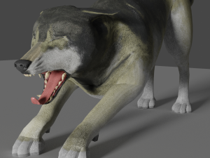 grey realistic wolf 3D Модель