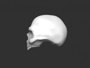 skull 3D Model