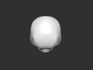 skull 3D Model