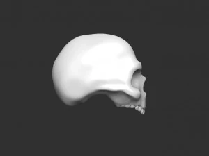 skull 3D Model