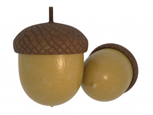 forest nut Modello 3D