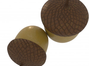 forest nut Modello 3D
