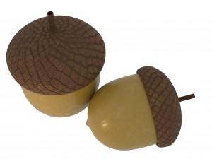 forest nut Modello 3D