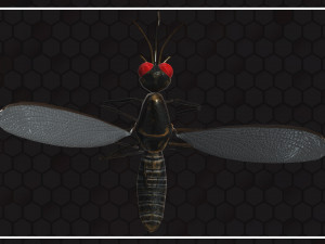 Mosquito 3D Model