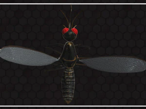 Mosquito 3D Model