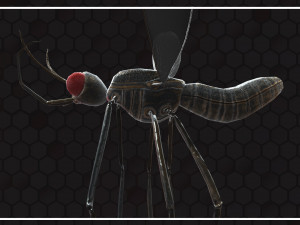 Mosquito 3D Model