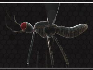Mosquito 3D Model