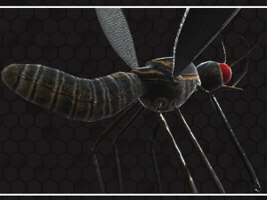 Mosquito 3D Model