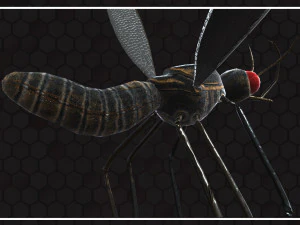 Mosquito 3D Model