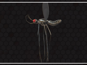 Mosquito 3D Model