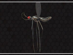 Mosquito 3D Model