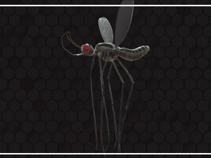 Mosquito 3D Model