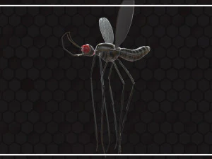 Mosquito 3D Model