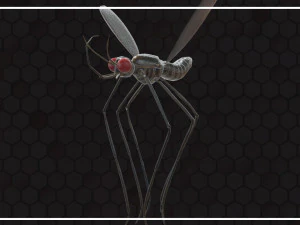 Mosquito 3D Model