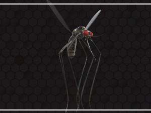 Mosquito 3D Model