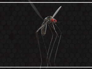 Mosquito 3D Model