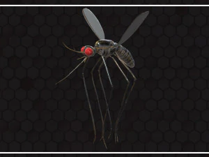Mosquito 3D Model