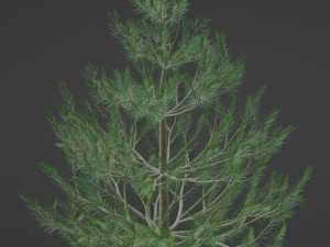 fir spruce pine 3D 模型
