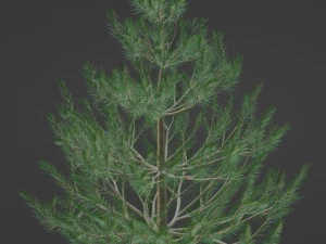 फ़िर स्प्रूस पाइन 3D मॉडल