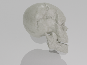 skull low-poly pbr 3D 模型