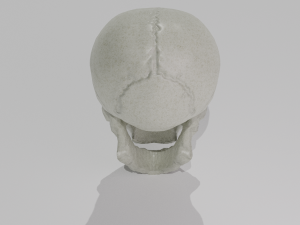 skull low-poly pbr 3D 模型
