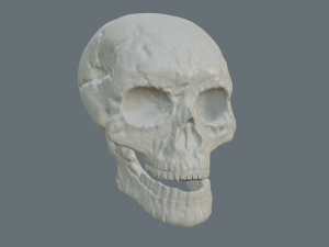 skull low-poly pbr 3D 模型
