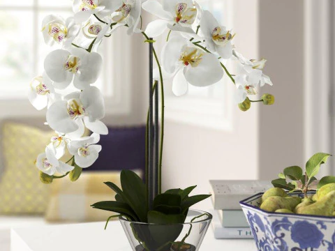 Phalaenopsis Orchid Floral Arrangement in Vase 3D Model