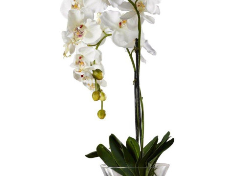 Phalaenopsis Orchid Floral Arrangement in Vase 3D Modell