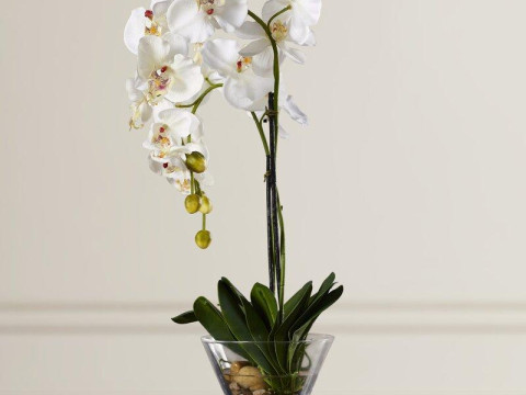 Phalaenopsis Orchid Floral Arrangement in Vase 3D Modell