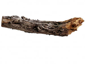 ein gro&szlig;er alter Baumstamm 3D Modell