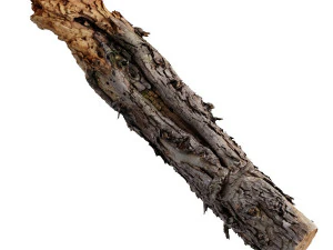a big old log 3D Model