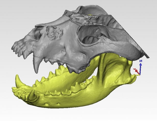 the demo model for endodontics 3D Модель .c4d .max .obj .3ds .fbx .stl .blend 