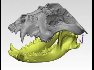 model demo untuk endodontik Model 3D
