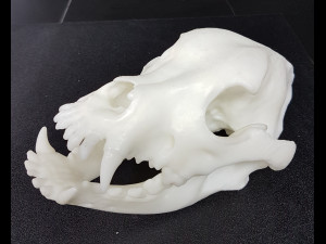 the demo model for endodontics 3D Модель