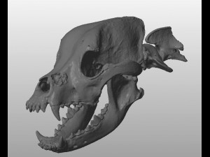 the demo model for endodontics 3D Модель