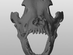 the demo model for endodontics 3D Модель