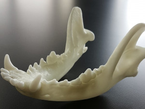 the demo model for endodontics 3D Модель